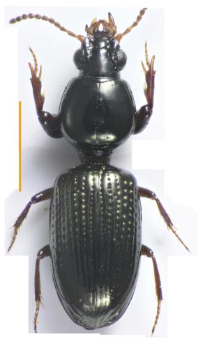 Réf. 352 636 : Dyschirius chalybaeus